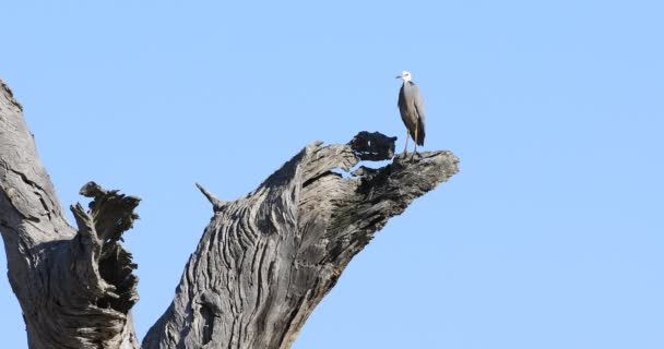 Witkopreiger Egretta Novaehollandiae Grote Gomboom — Stockvideo