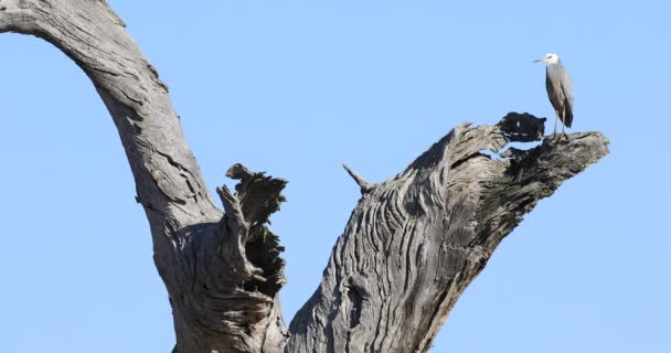 白脸苍鹭 Egretta Novaehollandiae 生活在巨大的树胶中4K — 图库视频影像