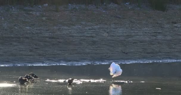 Sarı Gagalı Spoonbill Platalea Flavipes Gölünde — Stok video