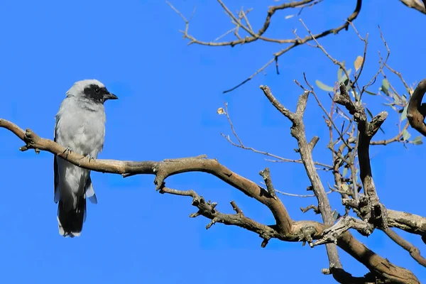 Замаскована Woodswallow, Арамус персоналка, в дереві — стокове фото
