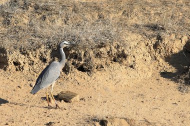 Beyaz yüzlü balıkçıl, Egretta novaehollandiae, yürüyor.