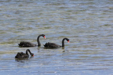 Group of Black Swan, Cygnus atratus, swimming clipart