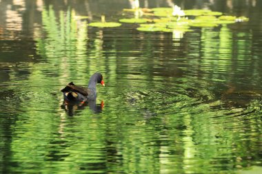 Dusky Moorhen, Gallinula tenebrosa, gölette