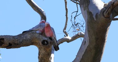 Galah çifti, Eolophus roseicapilla, ağaçtük