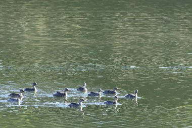 Hoary başlı Grebe, Çocuk felci çocuk felci, su üzerinde