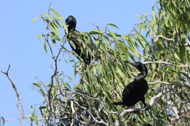 Küçük Siyah Karabatak, Phalacrocorax sulcirostris, dinlenme