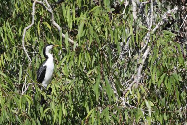 Küçük Pied Karabatak, Microcarbo melanoleucos, tünemiş