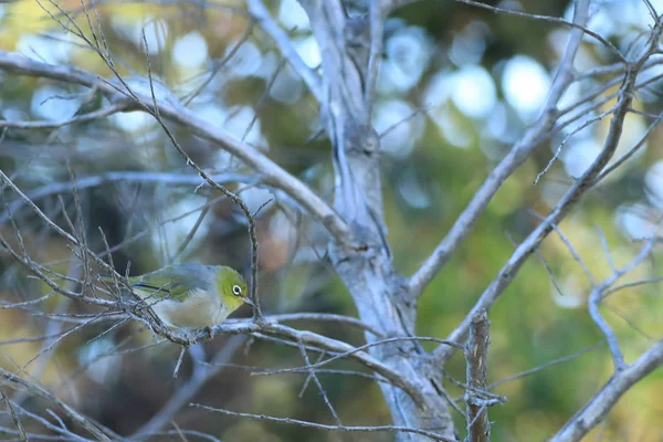 Sivereye, Zosterops lateralis pensaissa — kuvapankkivalokuva