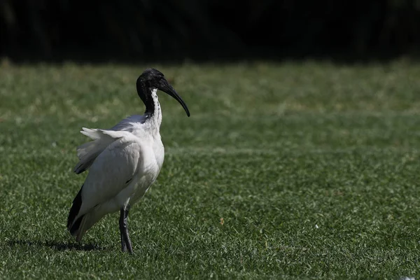 Sacred ibis, Threskiornis aethiopicus, zrelaksowany — Zdjęcie stockowe