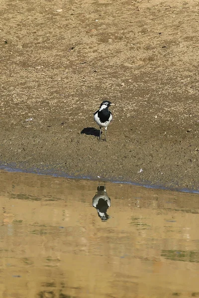 Australische Elster, grallina cyanoleuca, mit Spiegelungen — Stockfoto