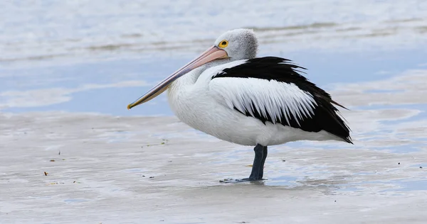 Австралийский пеликан, Pelecanus conspicillatus, на пляже — стоковое фото