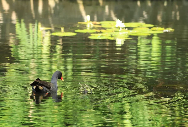 Dusky Moorhen, Gallinula tenebrosa, su üzerinde