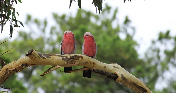 Perched pair Galah, Eolophus roseicapilla — Stock Photo, Image