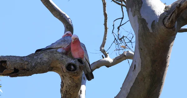 Dvojice Galah, Eolophus roseicapilla, usazená ve stromu — Stock fotografie