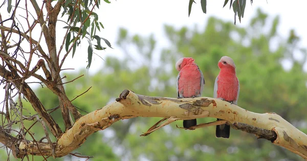 Perched Galah pair, Eolophus roseicapilla — Stock Photo, Image