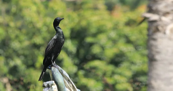 Kleiner Schwarzkormoran, phalacrocorax sulcirostris, gehockt — Stockfoto