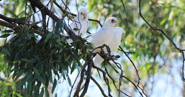 Длинноклювая Корелла, Cacatua tenuirostris, отдыхает — стоковое фото