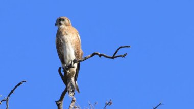 Tünemiş Nankeen Kerkenez, Falco cenchroides görünümü