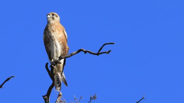 Perched Nankeen Kestrel Falco Cenchroides — Stock Video