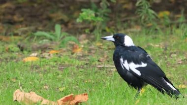 Avustralya Saksağan, Cracticus tibicen, yere yakın görünümü