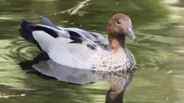 Erkek Avustralya Ahşap Ördek, Chenonetta jubata, yüzme