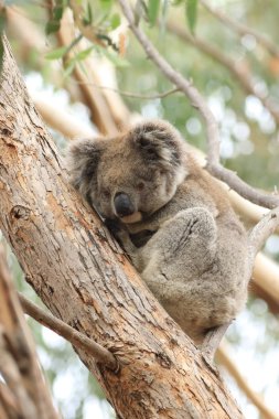 Koala dikey, Phascolarctos cinereus, dinlenme