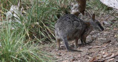 Tammar Wallaby, Macropus eugenii, yeme