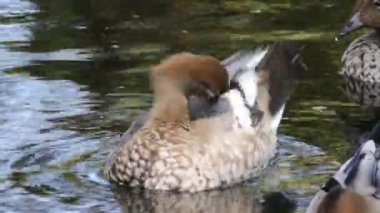 Dişi Avustralya Ahşap Ördeği ( Chenonetta jubata, preening