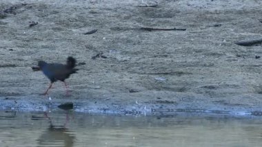Siyah kuyruklu yerli-hen çifti , Tribonyx ventralis