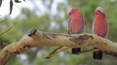 Galah çifti, Eolophus roseicapilla, yakın görüş