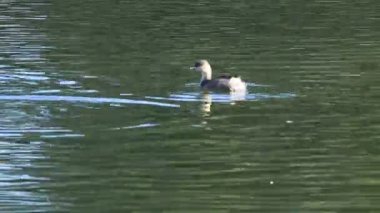 Grup Hoary başlı Grebe (Çocuk felci