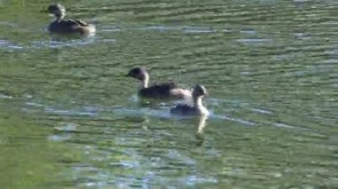 Grup Hoary başlı Grebe, Çocuk felci, su üzerinde