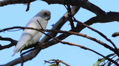 Tek uzun gagalı Corella , Cacatua tenuirostris