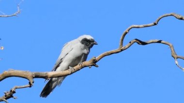 Tek Maskeli Woodswallow, Artamus personatus, tünemiş