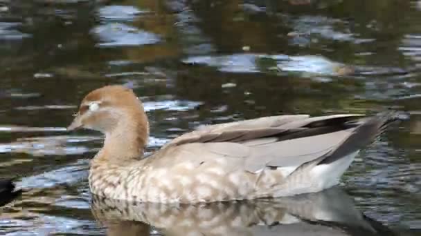 Kobiet Australian Wood Duck Chenonetta Juszta Relaks — Wideo stockowe