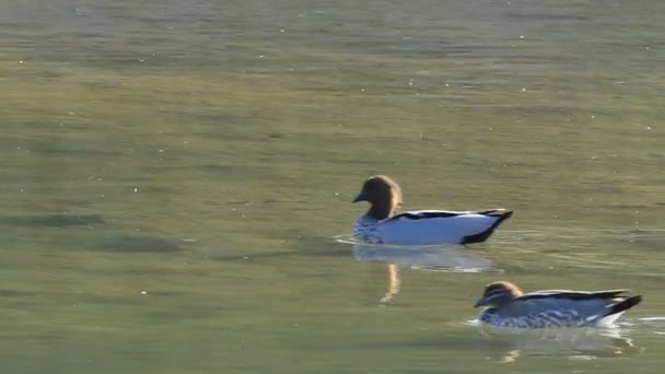 Para Australian Wood Duck Chenonetta Juszta Pływanie — Wideo stockowe