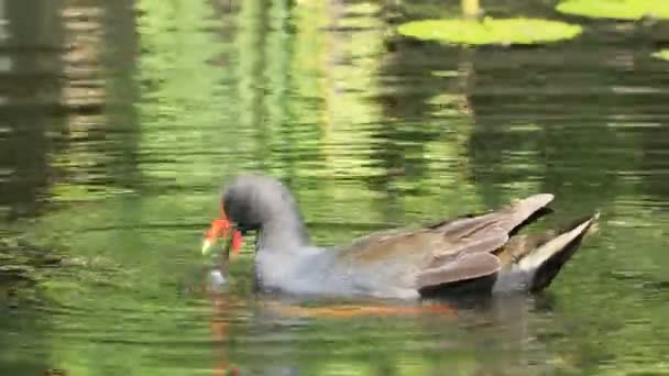 Fermer Vue Moorhen Sombre Gallinula Tenebrosa — Video