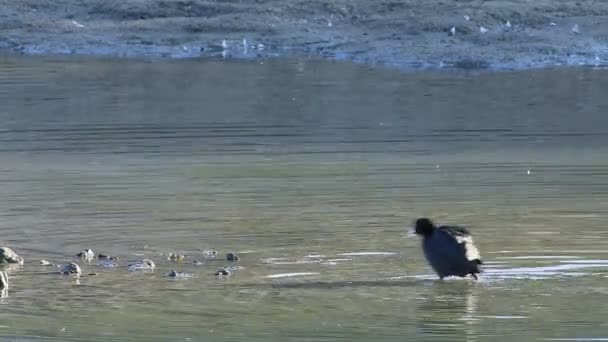 Blässhühner Fulica Atra Preening — Stockvideo