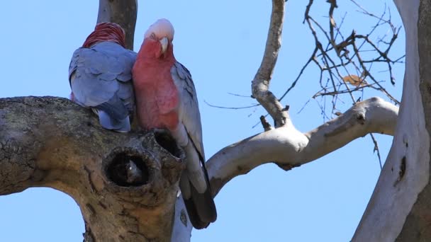 View of pair of Galah, Eolophus roseicapilla, perched — Stock Footage View Pair Galah Eolophus Roseicapilla Perched Stock Video