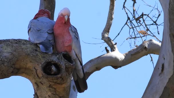 Veduta Della Coppia Galah Eolophus Roseicapilla Appollaiato — Video Stock