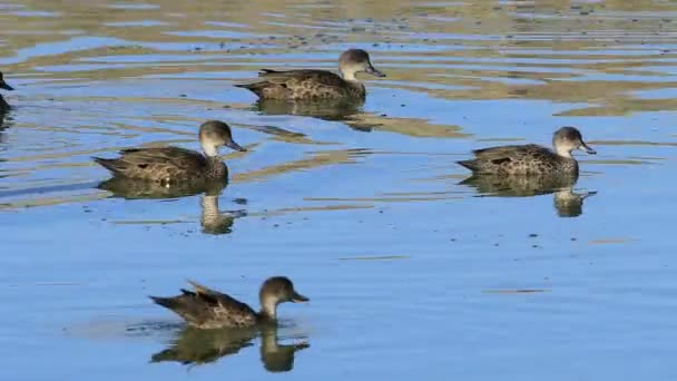 Group Grey Teal Anas Gracilis Relaxing — Stock Video
