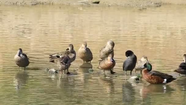 Grey Teal Anas Gracilis Com Coot Chestnut Teal — Vídeo de Stock