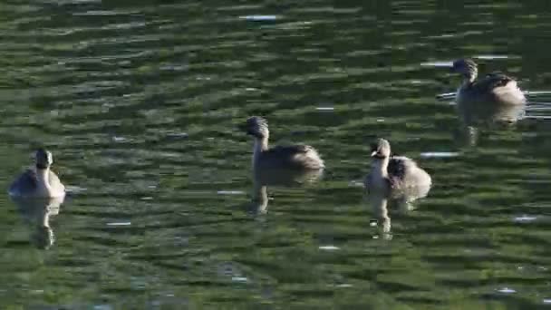 Grup Hoary Başlı Grebe Çocuk Felci Gölet — Stok video