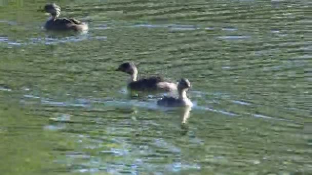 Grup Hoary Başlı Grebe Çocuk Felci Üzerinde — Stok video