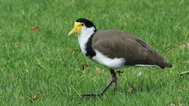 Singola Maschera Lapwing Vanellus Miglia Vista Vicino — Video Stock