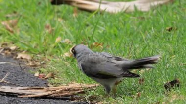 Noisy Miner, Manorina melanocephala, on ground