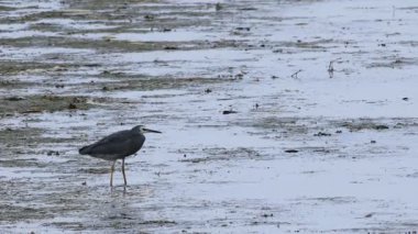 Beyaz yüzlü balıkçıl, Egretta novaehollandiae, denizde