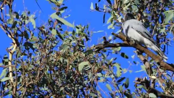 Enkel Maskerad Woodswallow Artamus Personatus Träd — Stockvideo