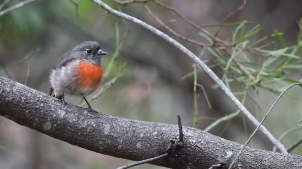 Hermosa Pequeña Rose Robin Petroica Rosea — Vídeo de stock