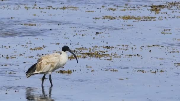 Ibis Sacru Threskiornis Aethiopicus Wading — Videoclip de stoc